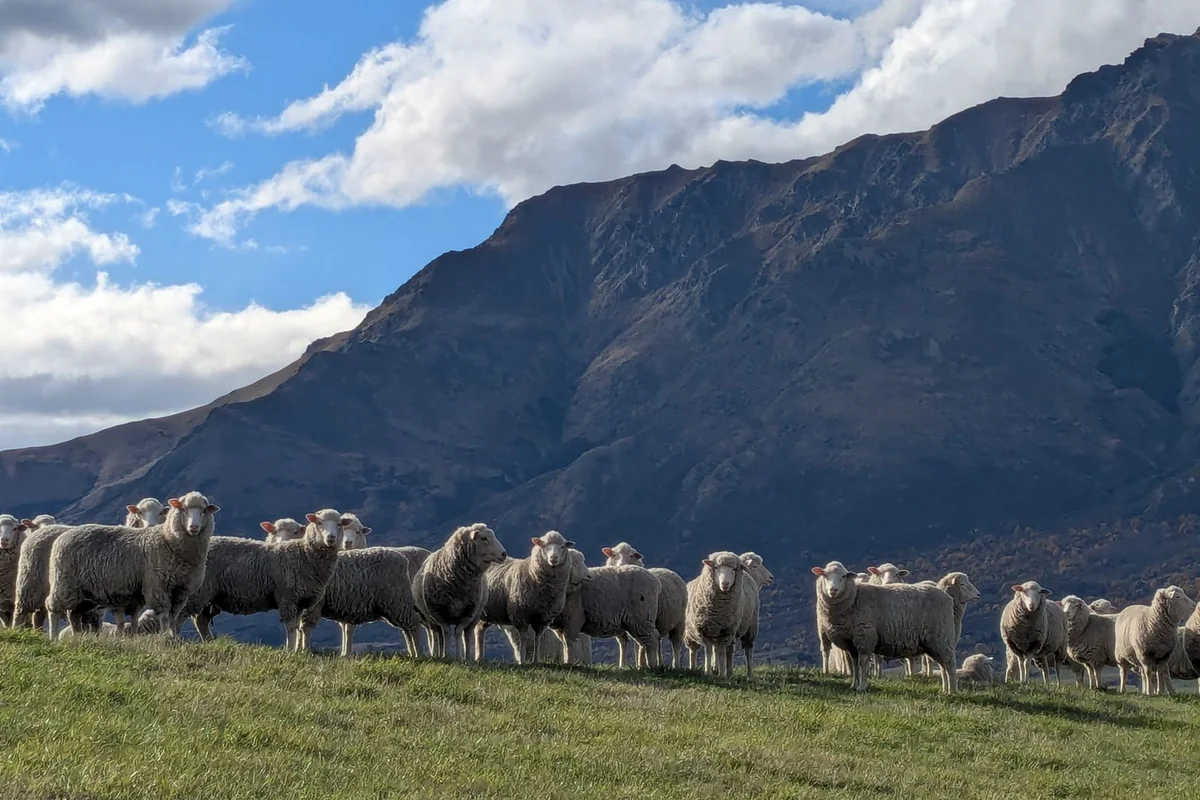 A flock of sheep on a high-country hillside near Lake Wakatipu, mountains behind